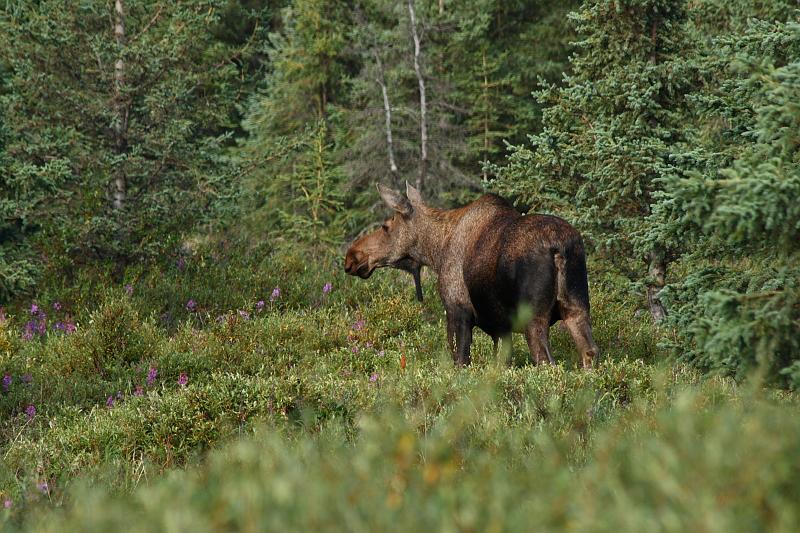 alaska290.JPG - Denali National Park.  Moose.
