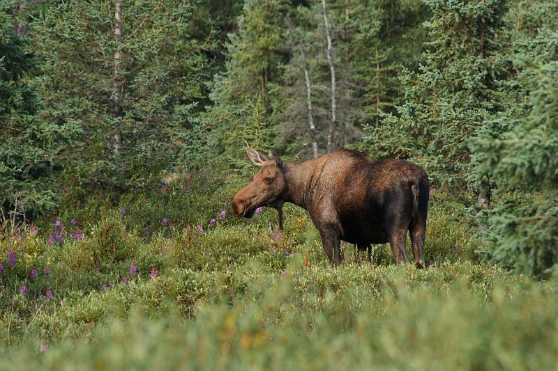 alaska295.JPG - Denali National Park.  Moose.