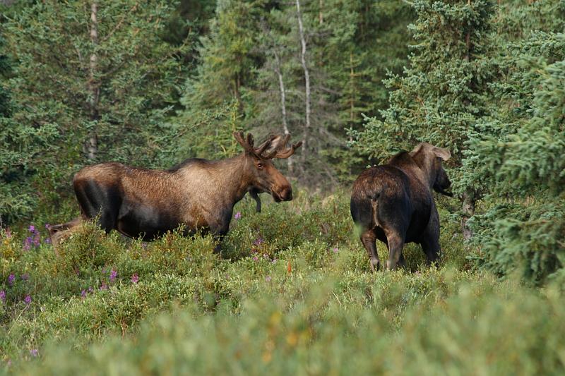 alaska303.JPG - Denali National Park.  The moose has friends.