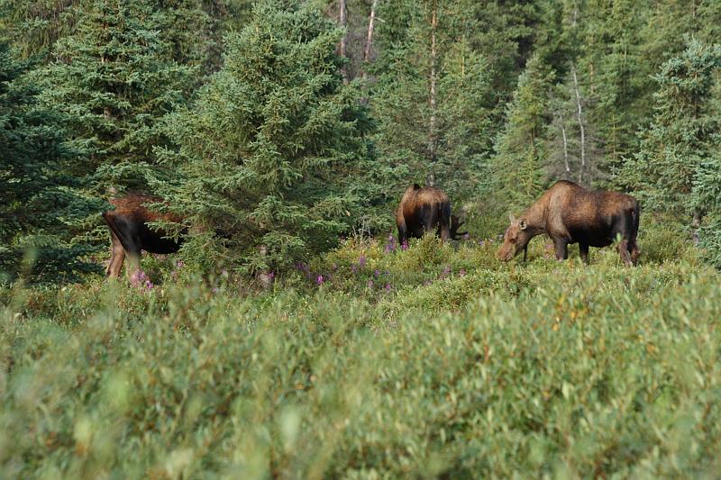 alaska310.JPG - Denali National Park.  A whole posse of moose.