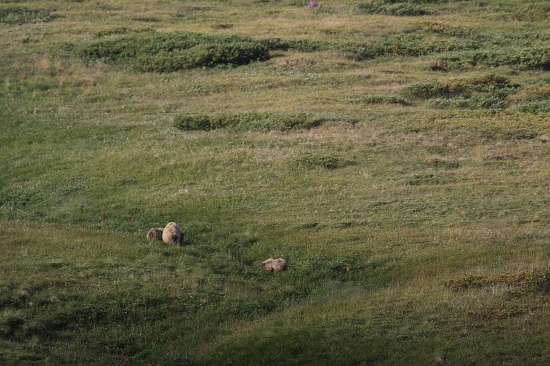 alaska319.JPG - Denali National Park.  Bears!
