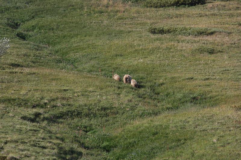 alaska321.JPG - Denali National Park.  Bears!