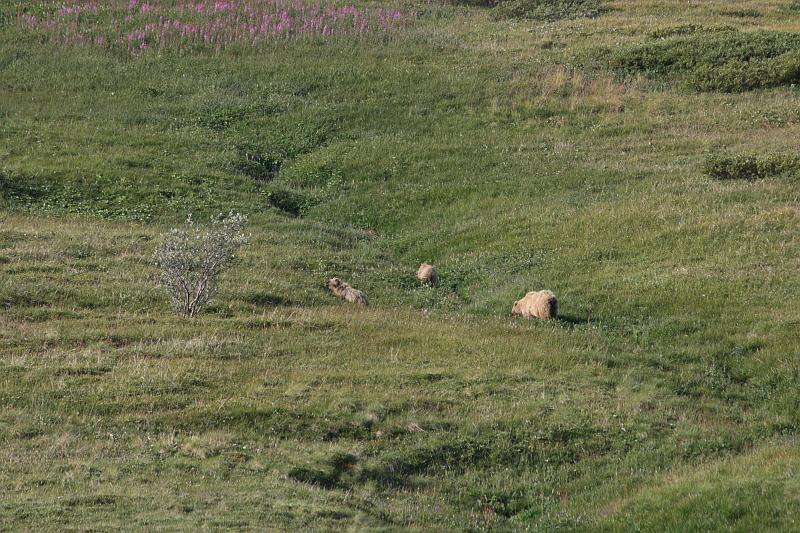alaska325.JPG - Denali National Park.  Bears!