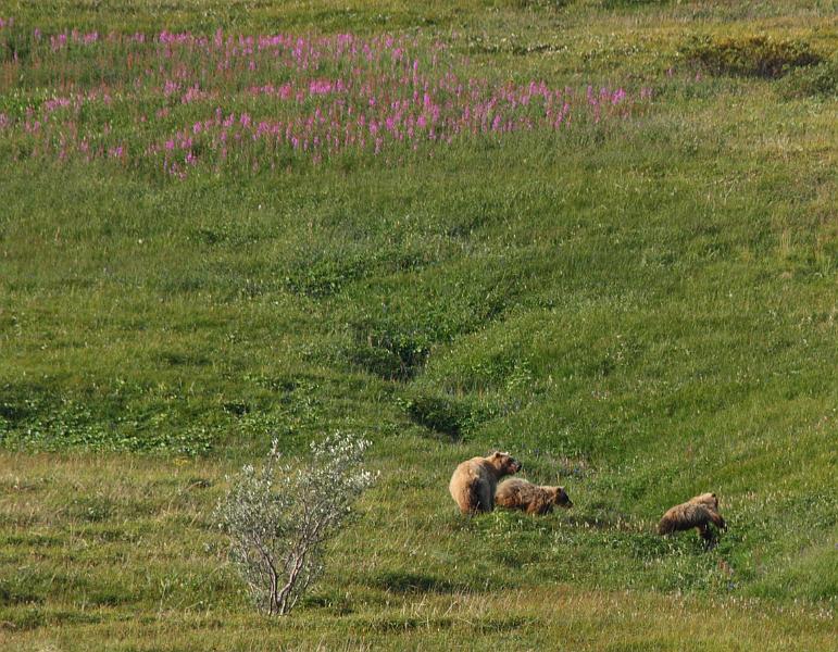 alaska331.JPG - Denali National Park.  Bears!