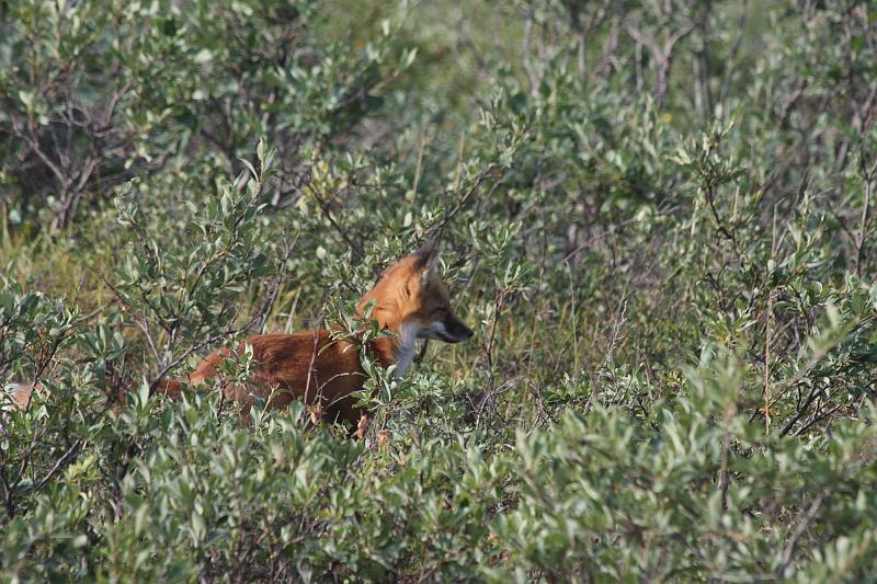 alaska368.JPG - Denali National Park.   Red fox (animal, not the comedian).