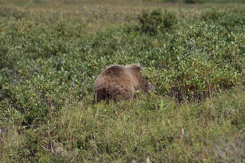 alaska471.JPG - Denali National Park.  (Hot) bear ass .