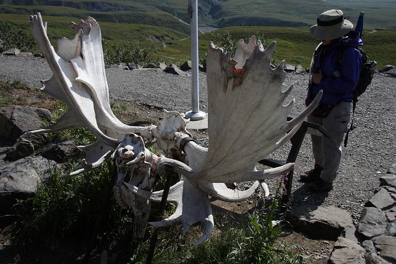 alaska476.JPG - Denali National Park.  At the Eielson Visitor Center.  These are two sets of antlers found locked together.  Both animals died in battle.