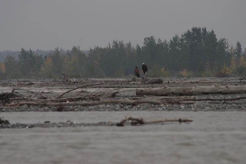 alaska658.JPG - Bald Eagles.  The one on the left is a juvenile and does not yet have the coloring of an adult.