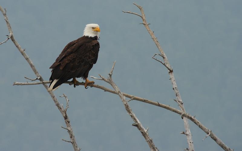 alaska669.JPG - Bald Eagles.