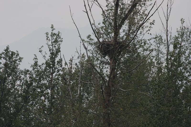 alaska678.JPG - Bald eagle nest.