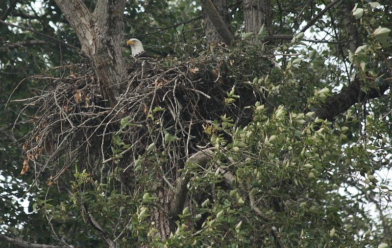 alaska684.JPG - Bald eagle in its nest.