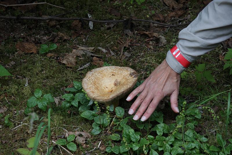 alaska696.JPG - Giant mushroom.