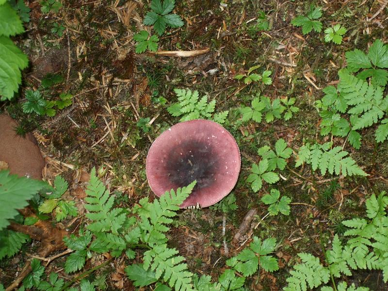 alaska715.JPG - Big mushroom.