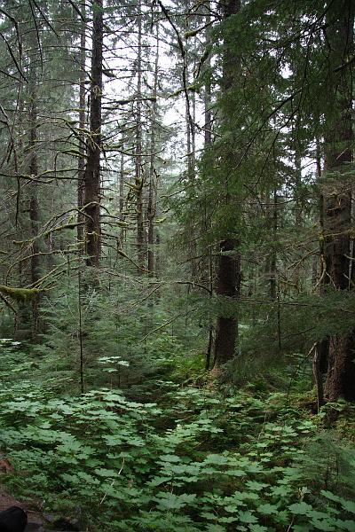 alaska720.JPG - Forest along the trail.