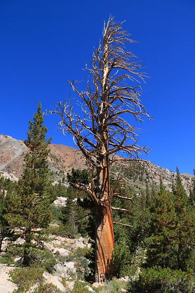 backpacking211.JPG - A dead tree that helped us identify our location.  Of course, we had the GPS with us too.