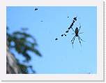 belize148 * Cool spider and spider web. * 1000 x 750 * (96KB)