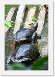 belize581 * Turtles.  I didn't hear them singing Happy Together. * 667 x 1000 * (214KB)