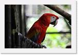 belize642 * Scarlet Macaw * 1000 x 667 * (126KB)