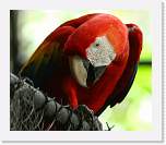 belize652 * Scarlet Macaw * 871 x 750 * (136KB)