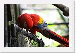 belize654 * Scarlet Macaw * 1000 x 667 * (146KB)