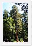 bigbasin_01 * Redwood Trail.   Washington Tree. * 800 x 1200 * (564KB)