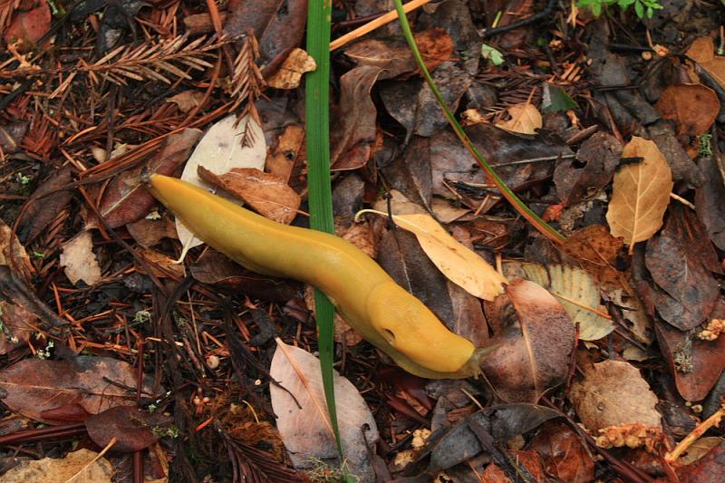 cortedemadera34.JPG - Another banana slug.