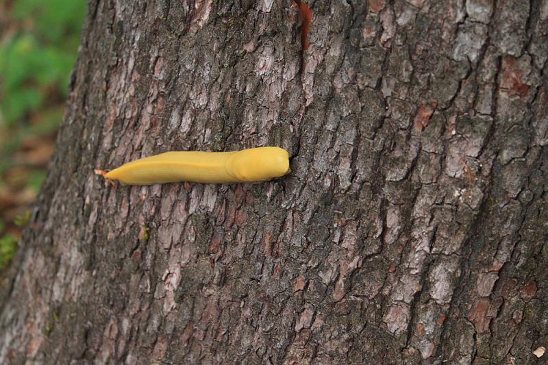 cortedemadera49.JPG - Before gettign into the car, we spotted a banana slug on a tree. Thanks for viewing the photos.  Don't forget to leave a  comment  or sign the  guestbook .