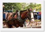 gbsi_793 * Jessica, our horse. * 1200 x 800 * (346KB)