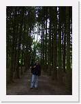 gbsi_856 * The gardens surrounding Blarney Castle. * 800 x 1067 * (301KB)