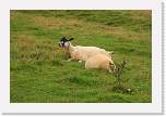 gbsi_320 * Hadrian's Wall.  Lots of sheep. * 1200 x 800 * (428KB)