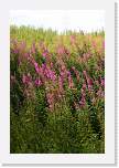 gbsi_343 * England/Scotland border. * 800 x 1200 * (550KB)