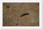 gbsi_477 * Ballater, in the Scottish Highlands.  Slug.  UCSC graduate? * 1200 x 800 * (483KB)