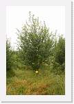 gbsi_479 * Ballater, in the Scottish Highlands. * 800 x 1200 * (481KB)
