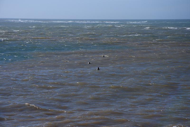 hmb46.JPG - Elephant Seals in the water.