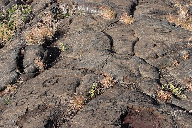 hawaii112.JPG - Day 2:  Hawai'i Volcanoes National Park.  Pu'u Loa petroglyphs.  The Hawaiians believe that putting part of a baby's umilical cord into a lava rock is good luck.