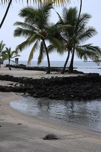 hawaii307.JPG - Day 5:  Pu’uhonua o Honaunau (Place of Refuge).  Basking sea turtle.