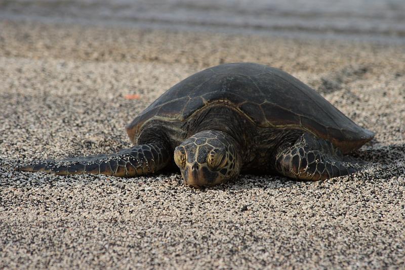 hawaii319.JPG - Day 5:  Pu’uhonua o Honaunau (Place of Refuge).  Basking sea turtle.