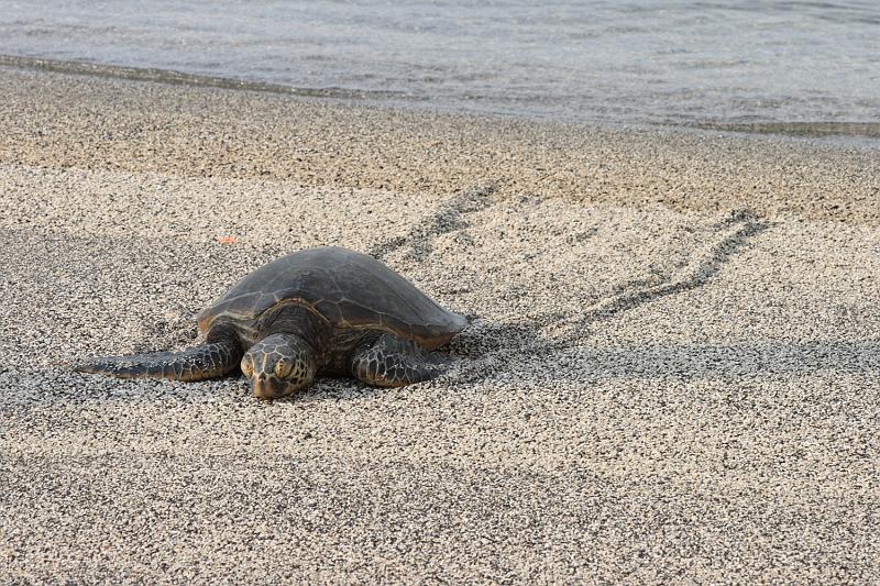 hawaii325.JPG - Day 5:  Pu’uhonua o Honaunau (Place of Refuge).  Basking sea turtle.