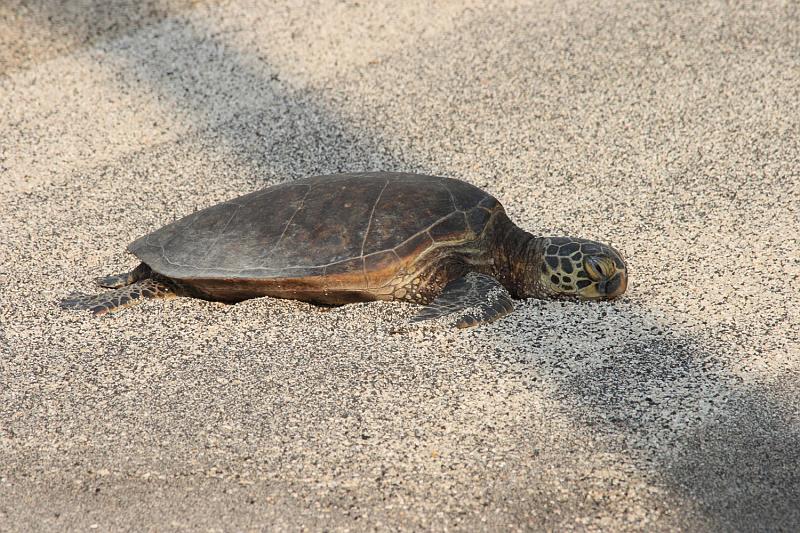 hawaii326.JPG - Day 5:  Pu’uhonua o Honaunau (Place of Refuge).  The turtles are experts at basking.