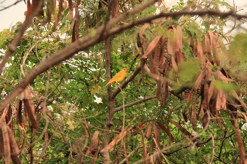 hawaii349.JPG - Day 5:   Along the 1871 trail that runs along the coast.  Pretty yellow bird.