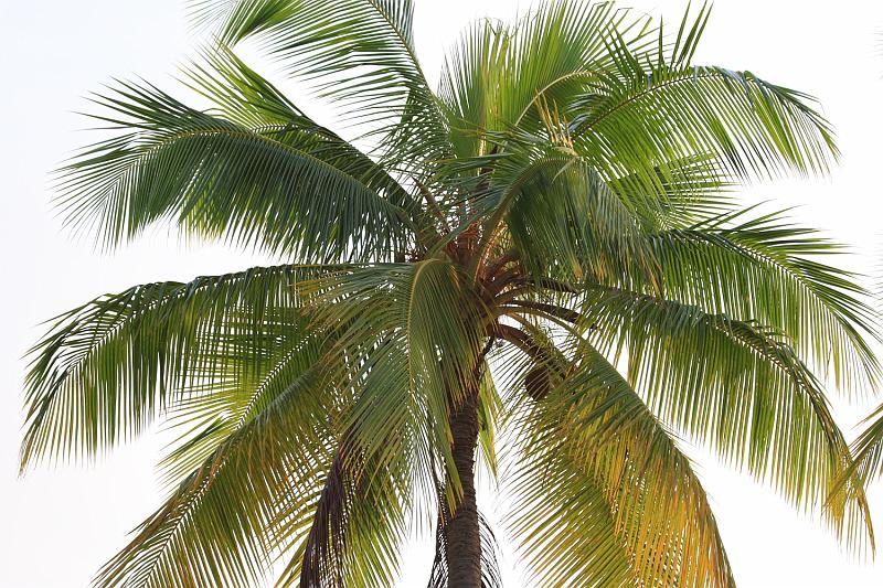 hawaii385.JPG - Day 5:  Required Hawaiian palm tree picture.