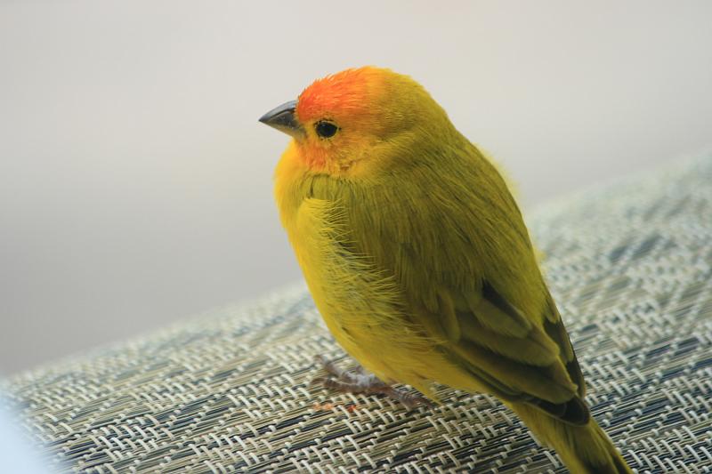 hawaii389.JPG - Day 6:  A friendly bird on our lanai.