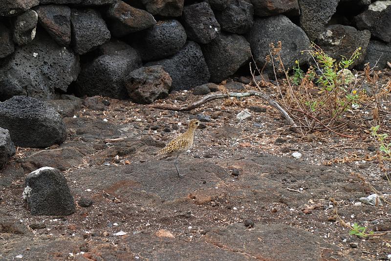 hawaii542.JPG - Day 7: Kaloko-Honokohau National Historical Park.  Bird.