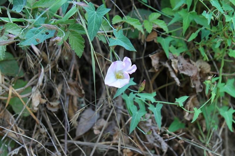 marin138.JPG - Purple/white flower.