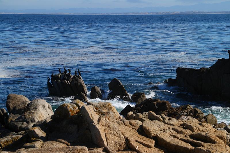 Monterey039.JPG - Birds on a rock.