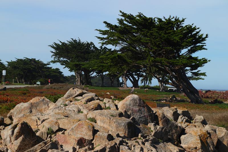 Monterey050.JPG - Trees along the coast and the municipal golf course.   We're guessing it's a lot cheaper to play than Pebble Beach which we will be at shortly.