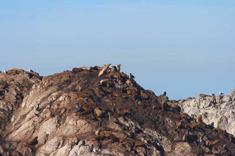 Monterey081.JPG - Sea lions on top of the rock.