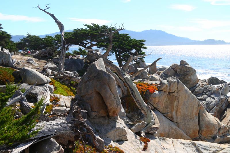 Monterey148.JPG - The ghost tree.