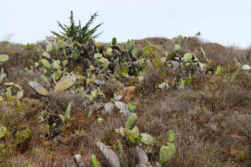 Monterey266.JPG - Garrapata State Park.  Cactus was planted here by missionaries coming from Mexico. It is not a native plant.