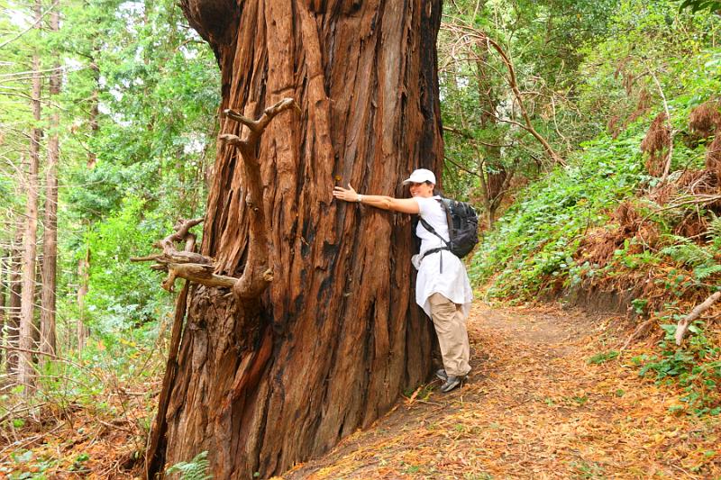 Monterey277.JPG - Garrapata State Park.  Tree hugger.